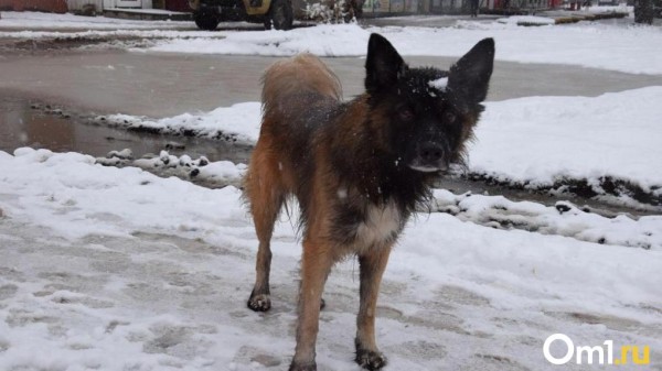 В Омске стая собак набросилась на ребёнка, который шёл в школу