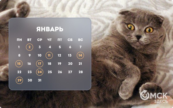 Кошачий Новый год и День объятий с собакой: публикуем зоокалендарь на 2024 год Кошачий Новый год и День объятий с собакой: публикуем зоокалендарь на 2024 год