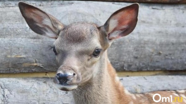 Из-за нашествия косуль в Омской области объявлен режим повышенной готовности