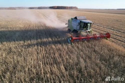 Колыбель золотая: омские поля ждут новых хозяев?