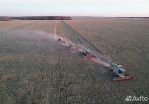 Колыбель золотая: омские поля ждут новых хозяев?