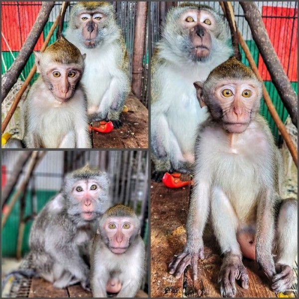 Обезьянки из Большеречья учатся совмещать родительство и личную жизнь