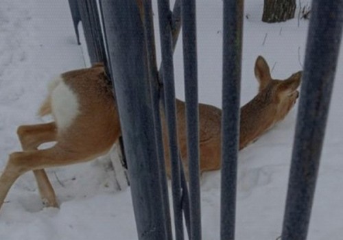 СМИ: нашествие косуль в Омске выходит из-под контроля