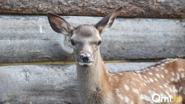 Жители Омской области сделали брутальные кормушки для косуль Жители Омской области сделали брутальные кормушки для косуль