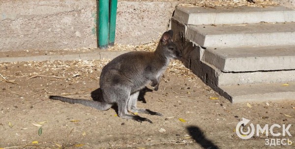 "Ловим сопротивляющуюся, ошалевшую зверушку". Как специалисты омского зоопарка кенгуру спасали