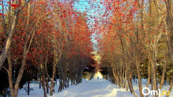 Аномально холодная погода захватит Омскую область почти на неделю Аномально холодная погода захватит Омскую область почти на неделю
