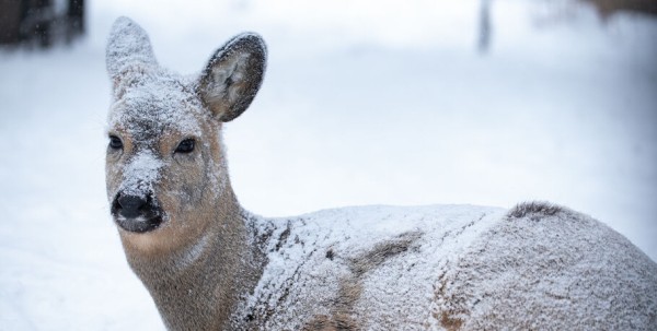 Косуля, застрявшая в заборе, нашла новый дом Косуля, застрявшая в заборе, нашла новый дом