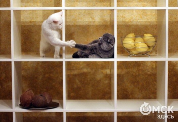 Любовь до кончиков усиков. Отмечаем праздник пушистых друзей Любовь до кончиков усиков. Отмечаем праздник пушистых друзей