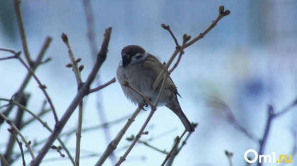 Омскую область накроют страшная метель и снегопад