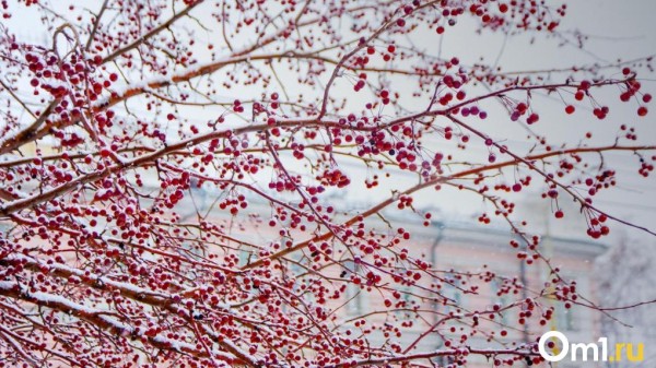 После оттепели в Омскую область придут морозы до -38