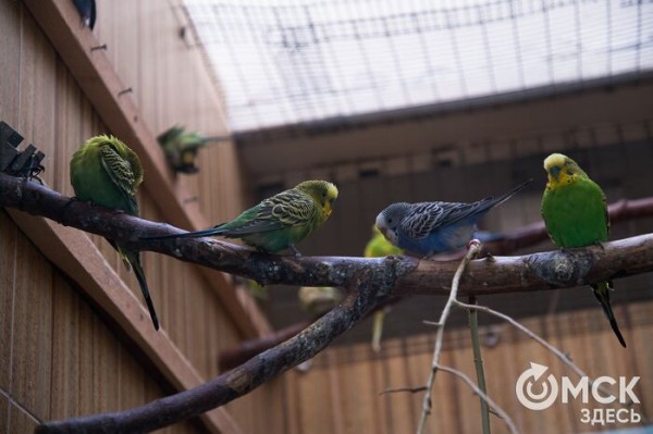 Любовь до кончиков усиков. Отмечаем праздник пушистых друзей Любовь до кончиков усиков. Отмечаем праздник пушистых друзей