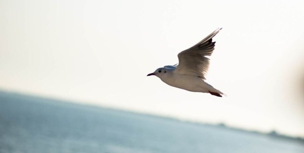 Олицетворяющие тьму и зависшие в воздухе. Какие пернатые украсят "Птичью гавань"