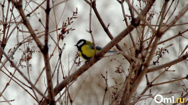В Гидрометцентре рассказали, ждать ли омичам ранней весны