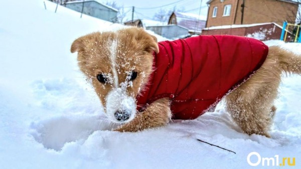 Затяжной снегопад захватит Омскую область Затяжной снегопад захватит Омскую область