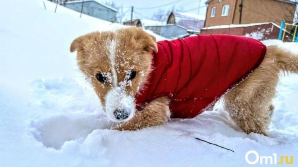Мощный снегопад захватит Омск надолго Мощный снегопад захватит Омск надолго
