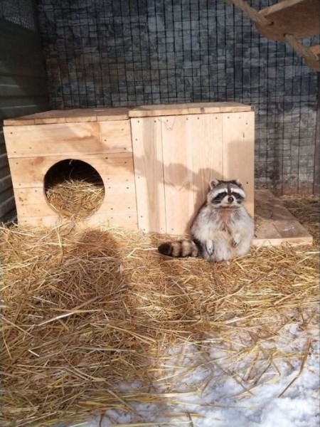 Предвестники весны: омские еноты проснулись раньше медведей