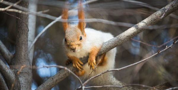 После аномальных морозов март в Омске ожидается чуть теплее обычного