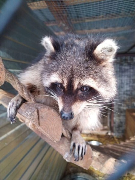 Предвестники весны: омские еноты проснулись раньше медведей