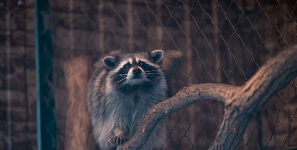 Предвестники весны: омские еноты проснулись раньше медведей