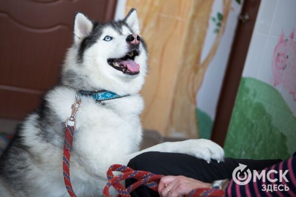 Любовь до кончиков усиков. Отмечаем праздник пушистых друзей Любовь до кончиков усиков. Отмечаем праздник пушистых друзей