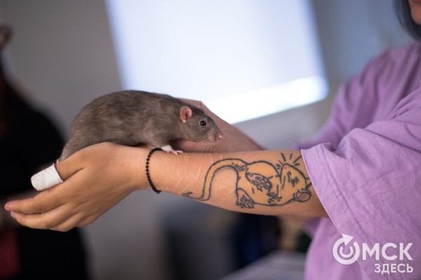 Любовь до кончиков усиков. Отмечаем праздник пушистых друзей Любовь до кончиков усиков. Отмечаем праздник пушистых друзей