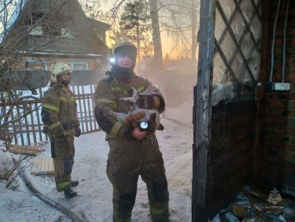 Пожарные спасли кота, прятавшегося от огня в одеяле