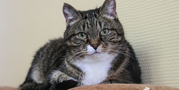 Пожарные спасли кота, прятавшегося от огня в одеяле