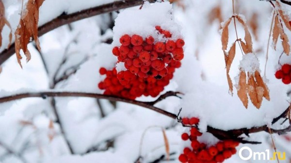 Омичам назвали дату, когда в город придёт весна