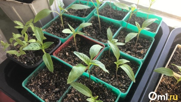 Тюменцам рассказали, какую рассаду пора сеять в конце февраля