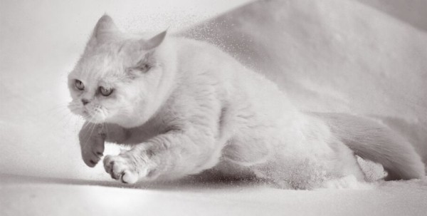 Любовь до кончиков усиков. Отмечаем праздник пушистых друзей Любовь до кончиков усиков. Отмечаем праздник пушистых друзей