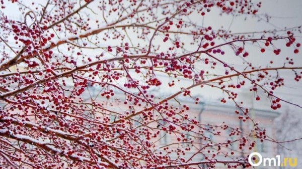 После арктических морозов в Омск придёт оттепель