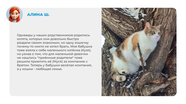 Неказистые, косоглазые и такие любимые. Как в нашей жизни появляются котята