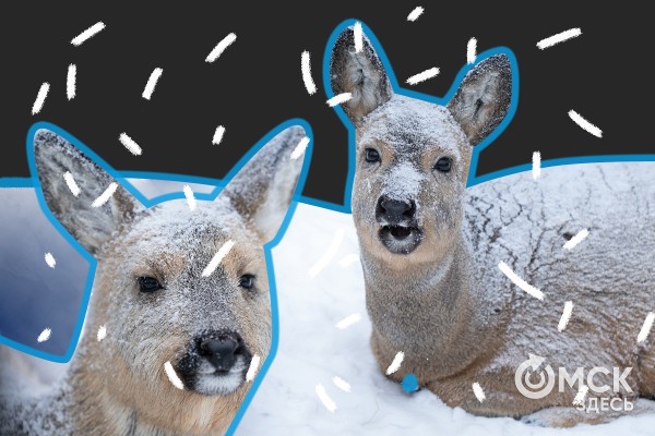 Чем запомнился февраль? Флешбэки по омским новостям