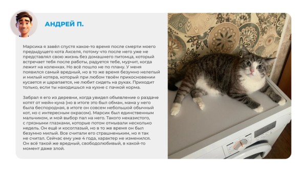 Неказистые, косоглазые и такие любимые. Как в нашей жизни появляются котята