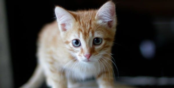 Неказистые, косоглазые и такие любимые. Как в нашей жизни появляются котята