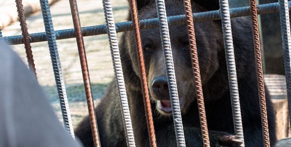 "Весна точно наступила". В Омской области проснулся первый медведь