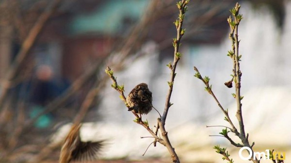 До +6 градусов: омичам представили подробный прогноз погоды на конец марта и начало апреля