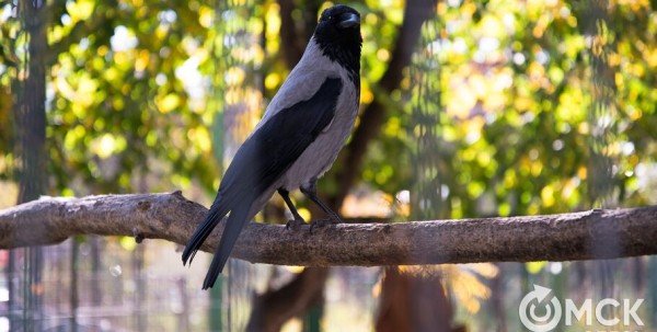 Юные омичи могут примерить роль орнитолога