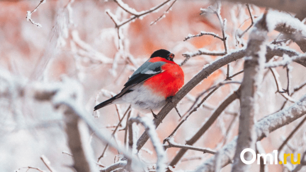 После праздников Омскую область завалит снегом