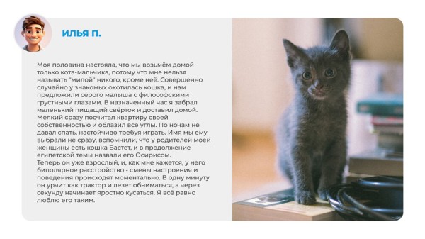 Неказистые, косоглазые и такие любимые. Как в нашей жизни появляются котята