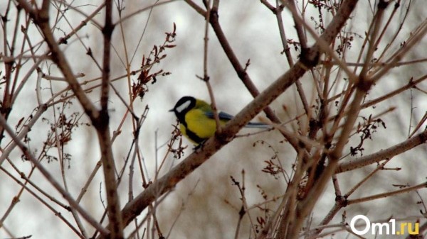 Погода устроит в Омске температурные качели