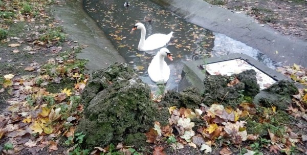 В Омскую область вернулись изящные предвестники весны