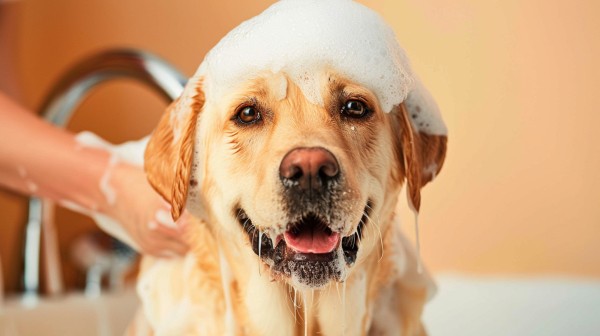 Джакузи для козы и окрас "под тигра" для дворняжки. Кто делает питомцам лапакюр?