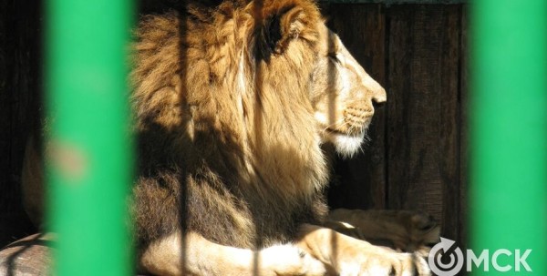Пузиком кверху. Лев из Большеречья наслаждается весной Пузиком кверху. Лев из Большеречья наслаждается весной