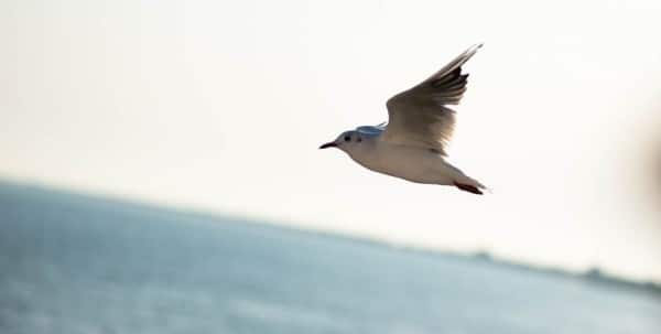 Международный день птиц: рассматриваем диких пернатых из Омской области
