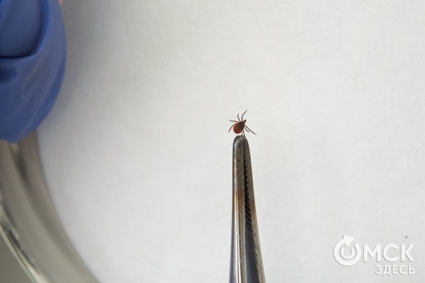 Симптомы, похожие на грипп. Какие инфекции передаются с укусами омских клещей Симптомы, похожие на грипп. Какие инфекции передаются с укусами омских клещей