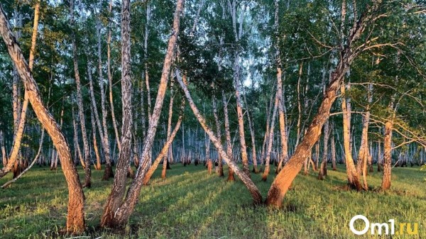 С понедельника омичам запретят ходить в лес