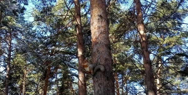 В Омской области появится роща, названная в честь храброй омички В Омской области появится роща, названная в честь храброй омички