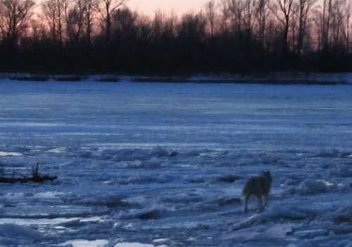 Пса, который пять дней провел на острове, спасли