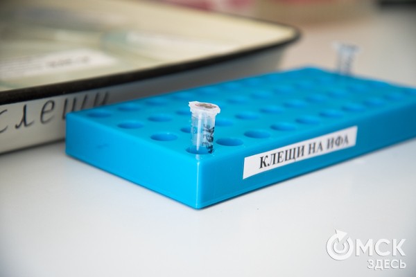 Симптомы, похожие на грипп. Какие инфекции передаются с укусами омских клещей Симптомы, похожие на грипп. Какие инфекции передаются с укусами омских клещей